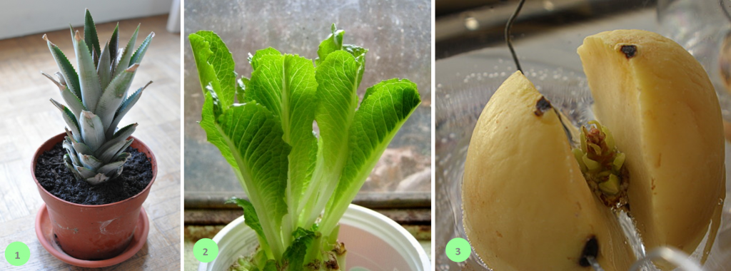 recup-plantes-DIY | Blogue Montreal Addicts