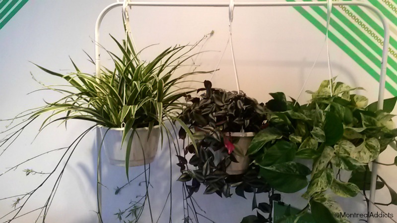 Plantzy plantes livrées gratuitement montreal - blog Montreal Addicts