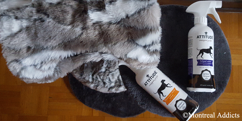 Adopter un chat à la SPCA de Montréal | Blog Montreal Addicts