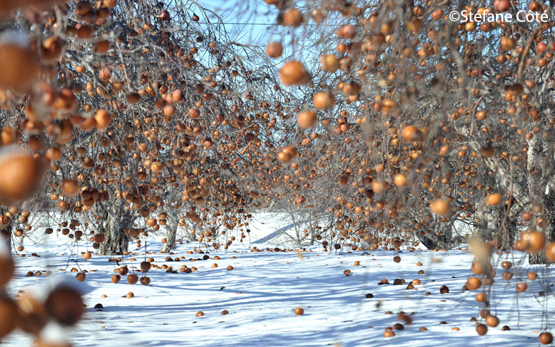 Les vergers Domaine Lafrance cueillette de pommes en hiver | Blog Montreal Addicts